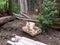 Domestic cats on the soil in yard. Ginger cat and tabby cat