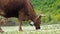 Domestic cattle breeding. Bull graze in the meadow. A herd of cow grazing on a green field with clover.