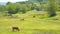 Domestic cattle breeding. Cows graze on the sun meadow. A herd of cows grazing on a green field with clover.