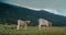 Domestic cattle calf and cow on freedom grazing grass at mountain pasture