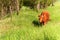 Domestic cattle on pasture. Breeding cows and bulls. Life on the farm.