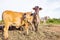 Domestic cattle in rural farm field
