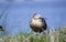 Domestic Cayuga mallard hybrid call duck on grass shore against blue water background