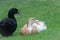 Domestic Cayuga and Saxony Ducks