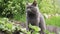 Domestic Chartreux cat walking in backyard in summer.