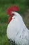 Domestic Chicken, Brakel or Braekel Rooster, a Belgian Breed