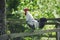 Domestic Chicken, Brakel or Braekel Rooster Crowing, a Belgian Breed