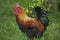Domestic Chicken, Brown Red Marans Rooster, a French Breed