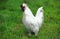 Domestic Chicken called Negre Soie, Cockerel standing on Grass