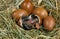 Domestic Chicken, Chick hatching from Egg