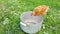 Domestic chicken is eating from an empty pot on the grass in the countryside.