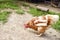 Domestic chicken eating wheat grains