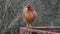 Domestic chicken is standing on a metal frame in countryside farm