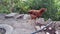 Domestic chicken walking, Brown young chicken.