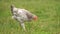 Domestic chicken walking on green grass feeding on rural eco farm.