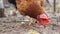 Domestic chicken walks around the yard. Brown plumage. Slow motion. Close-up