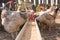 Domestic chickens in aviary need food from the tray