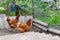 Domestic chickens in a chicken coop fenced in by a net