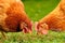 Domestic Chickens Eating Grains and Grass