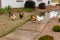 Domestic chickens roaming freely in the yard