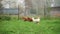 Domestic chickens walk in the backyard of a rural house and peck at the green grass