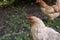 Domestic chickens in the yard