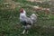 domestic cock portrait on a background of green grass