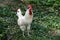 domestic cock portrait on a background of green grass