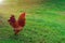 Domestic colorful cock with green feather tail and bright crest is standing on a green meadow in summertime.