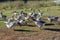 Domestic colorful geese are walking on the autumn rural lawn against the background of dry grass and a metal fence