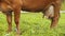 A domestic cow graze on the field in the village - udder - Suzdal, Russia