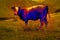 Domestic cow in meadow in scientific high-tech thermal imager