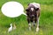 Domestic cow and wild egrets on green meadow. Cow with text balloon, funny looking.