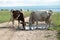 Domestic cows drink water from a puddle.