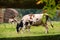 Domestic cows graze in a rural meadow