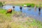 Domestic cows standing in the water