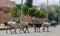 Domestic cows walking on the city street in Africa