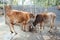 Domestic cows on the yard