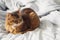 Domestic cute cat lying in bed sheets inside
