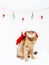 Domestic cute cat pet in Santa hat sitting under Christmas decorations.