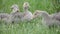 Domestic cute geese family graze on traditional village barnyard. Group of fluffy goslings walking on the grass