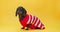 Domestic dachshund in red sweater against yellow wall