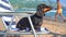 Domestic dachshund sits on deckchair on crowded sea beach