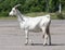 Domestic Dairy white goat standing on road. Side view