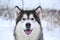 Domestic dog alaskan malamute winter portrait muzzle in snow background blurred