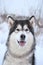 Domestic dog alaskan malamute winter portrait muzzle in snow background blurred