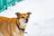 The domestic dog barks near the fence, guarding its owners and its home