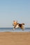 the domestic dog beagle runs and jumps in nature. dog training on the seashore or in the forest, a pet has fun and plays