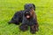 Domestic dog Black Giant Schnauzer breed