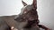 a domestic dog in close-up on a white background looks at the camera and away. purebred xoloitzcuintli, companion dog